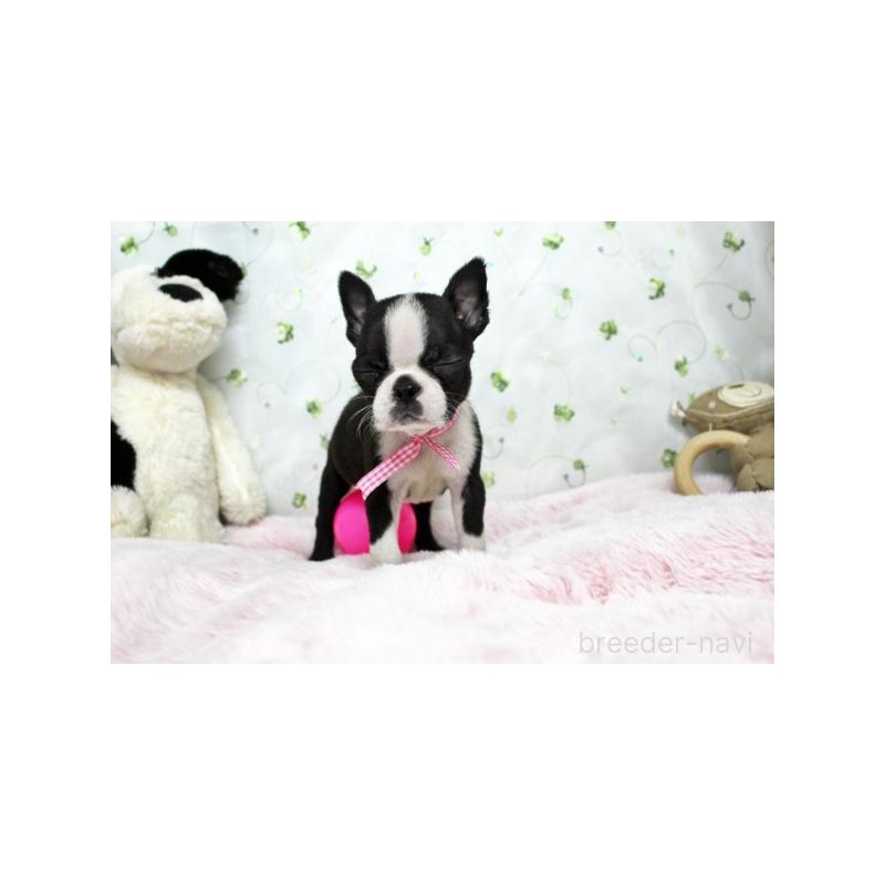 販売中の栃木県のボストンテリア-437830の4枚目