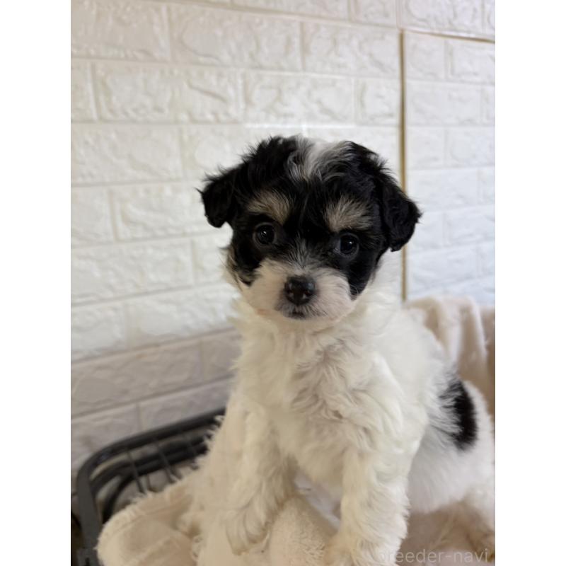 販売中の熊本県のチワプー:チワワ×トイプードル-437828の4枚目