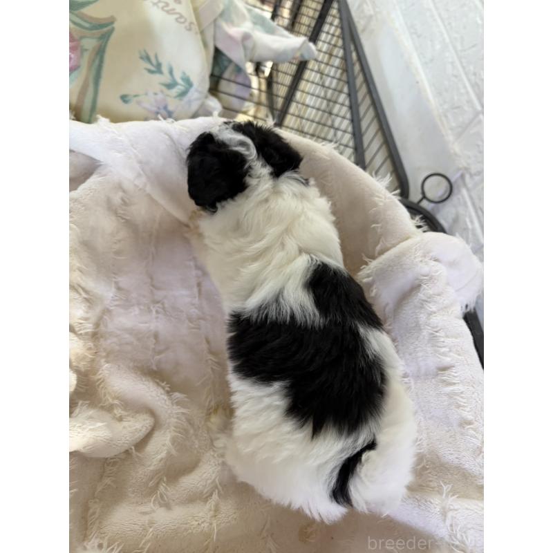 販売中の熊本県のチワプー:チワワ×トイプードル-437828の3枚目