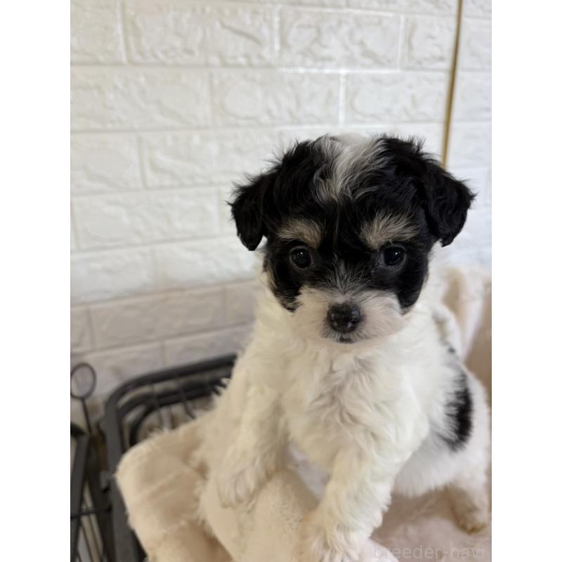 販売中の熊本県のチワプー:チワワ×トイプードル-437828の2枚目