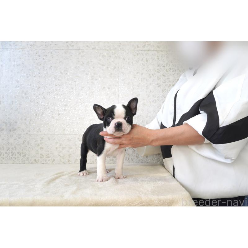 販売中の東京都のボストンテリア-437831の7枚目