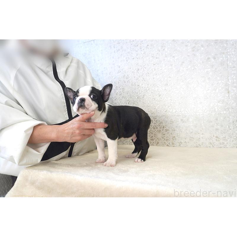 販売中の東京都のボストンテリア-437831の5枚目