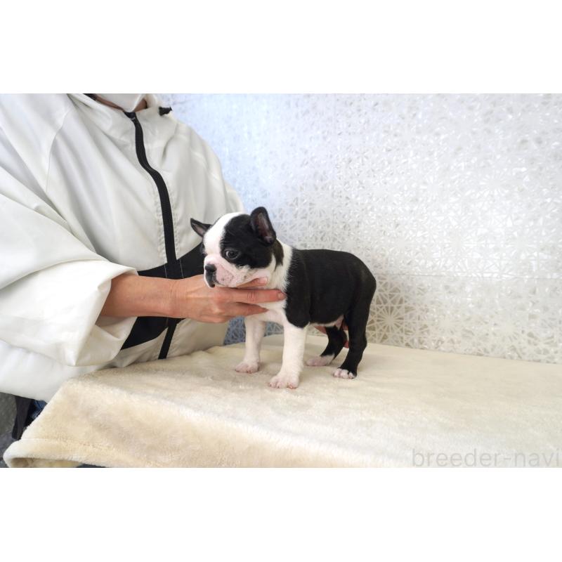 販売中の東京都のボストンテリア-437831の3枚目