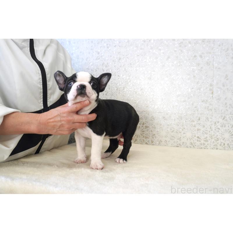 販売中の東京都のボストンテリア-437831の2枚目