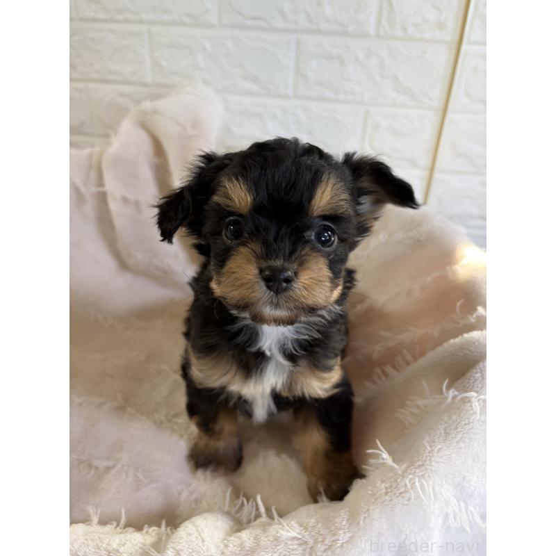 販売中の熊本県のチワプー:チワワ×トイプードル-437832の2枚目