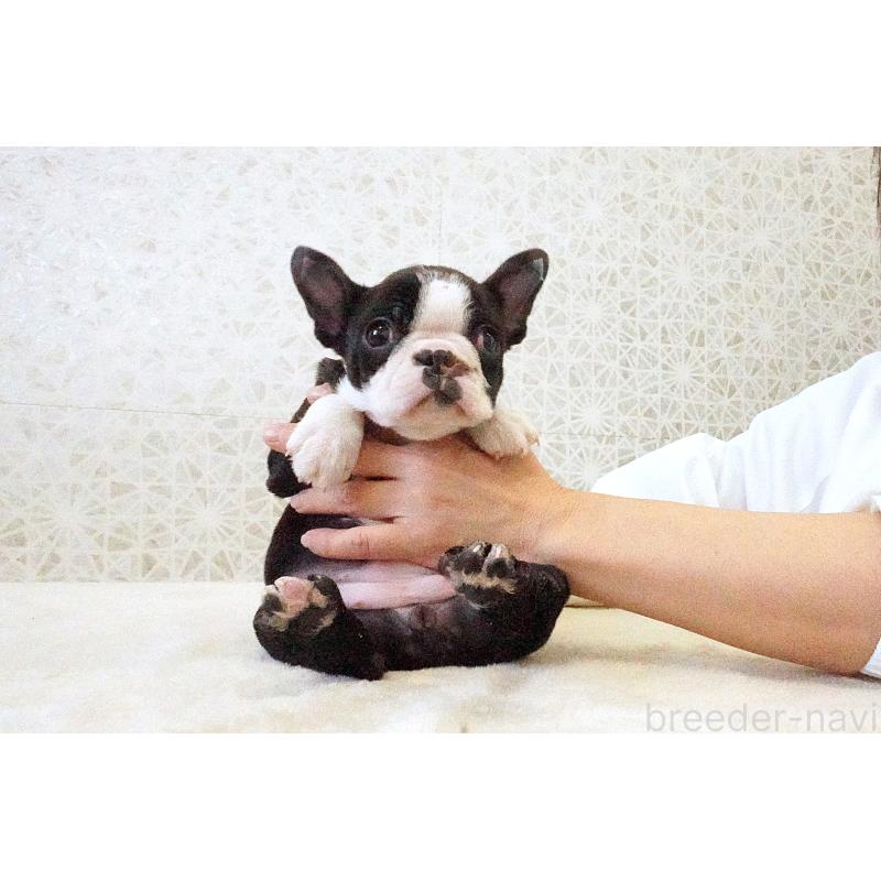 販売中の東京都のボストンテリア-437834