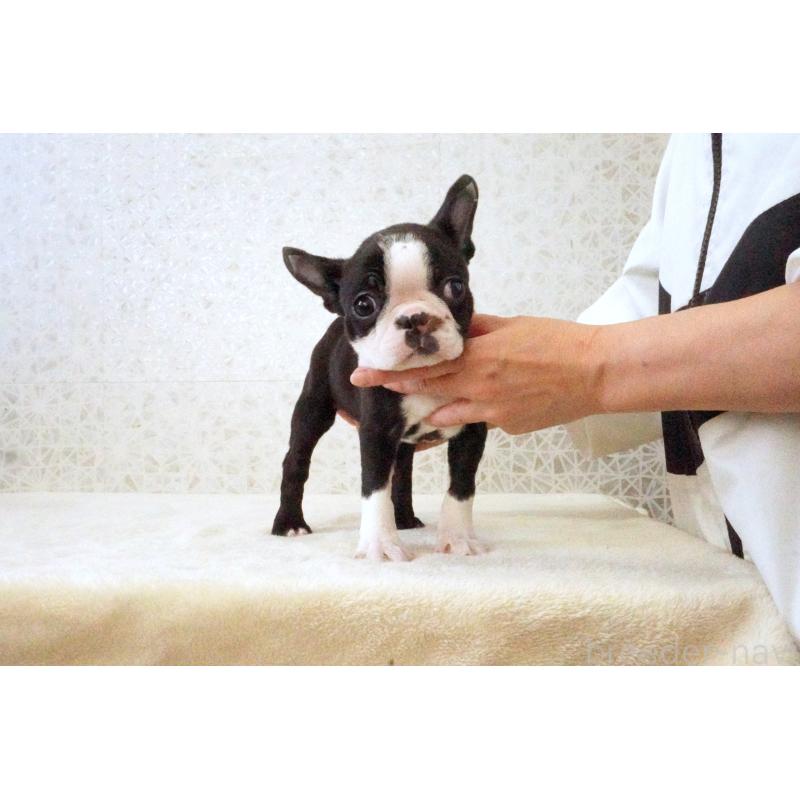 販売中の東京都のボストンテリア-437834の9枚目