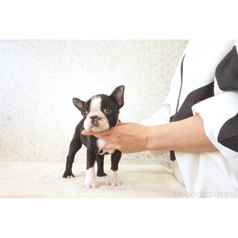 販売中の東京都のボストンテリア-437834の7枚目