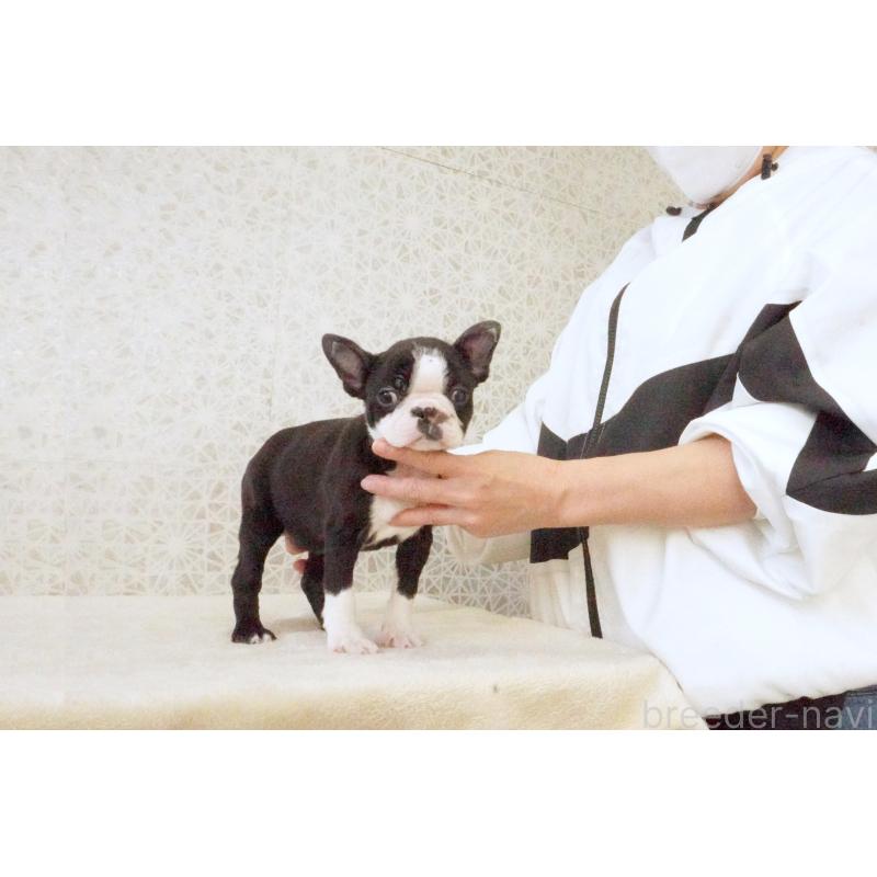 販売中の東京都のボストンテリア-437834の5枚目