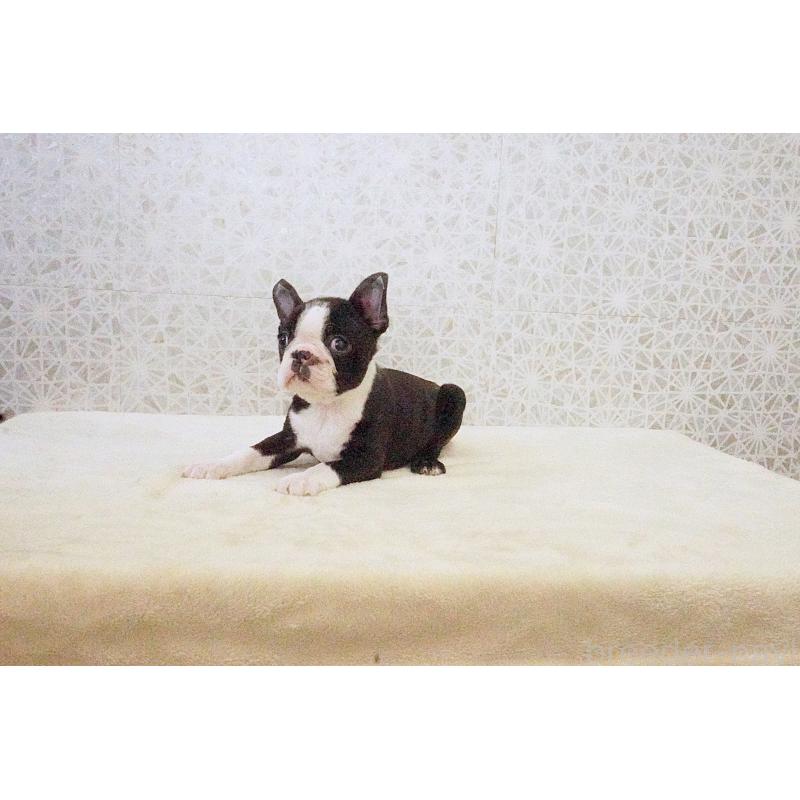 販売中の東京都のボストンテリア-437834の3枚目