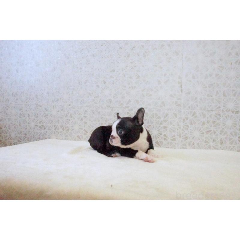 販売中の東京都のボストンテリア-437834の2枚目