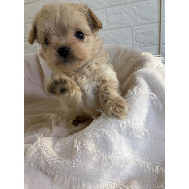 販売中の熊本県のチワプー:チワワ×トイプードル-437833の2枚目