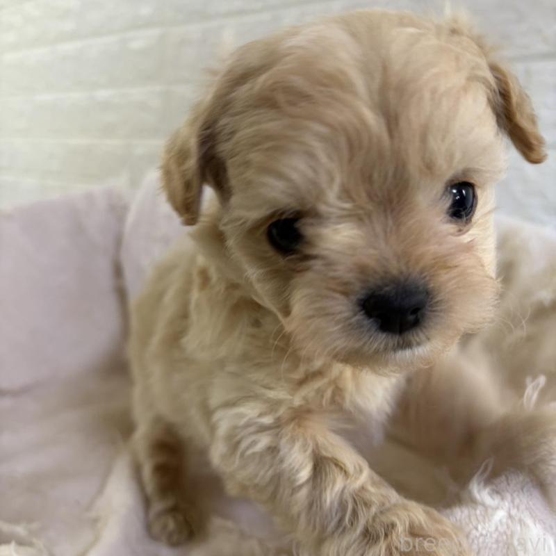 販売中の熊本県のチワプー:チワワ×トイプードル-437833