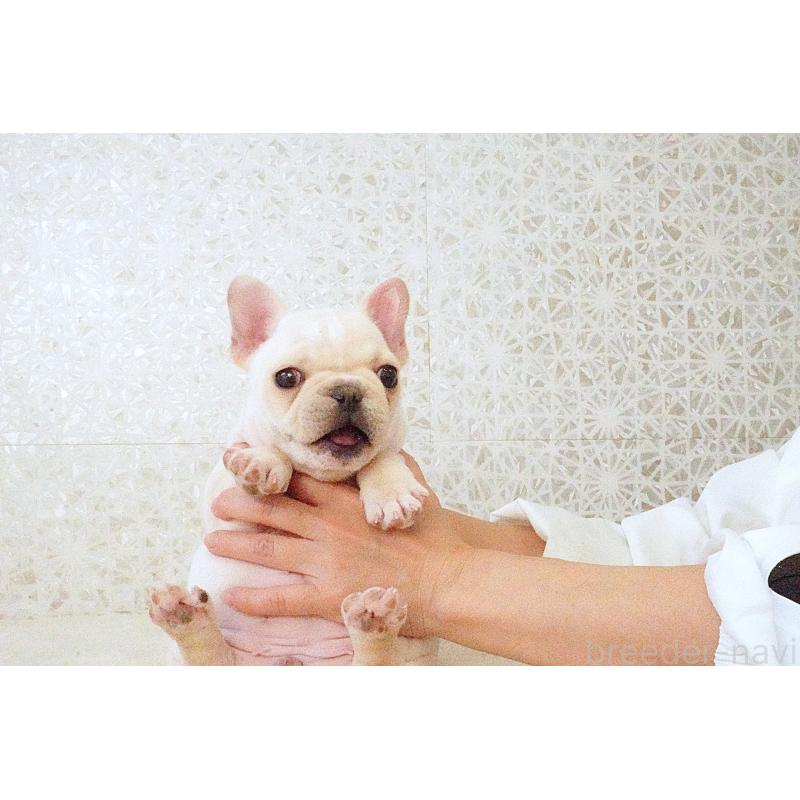 販売中の東京都のフレンチブルドッグ-437837の8枚目