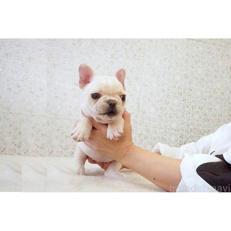 販売中の東京都のフレンチブルドッグ-437837の7枚目