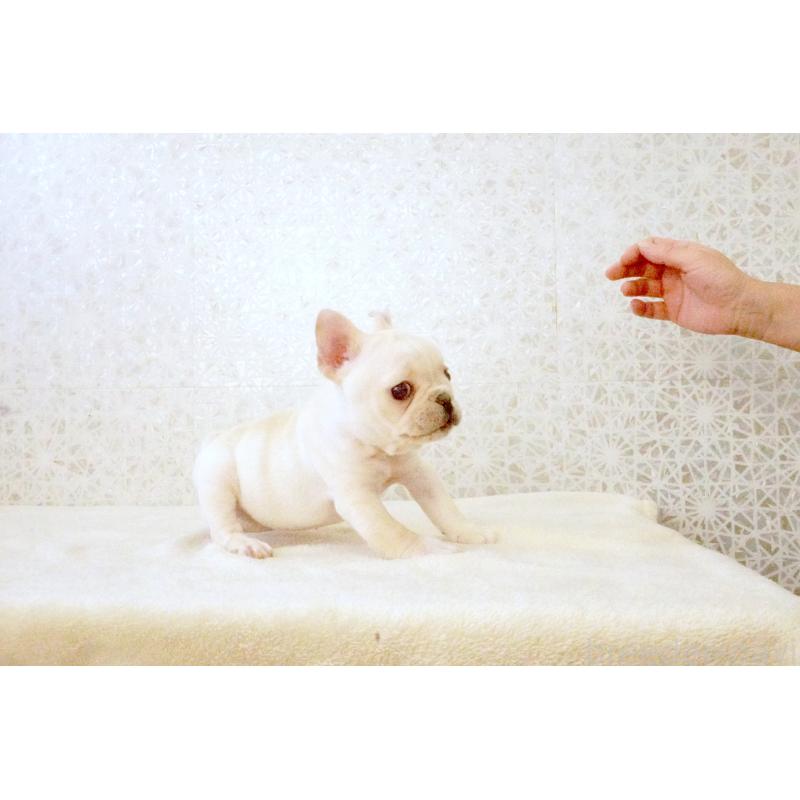 販売中の東京都のフレンチブルドッグ-437837の6枚目