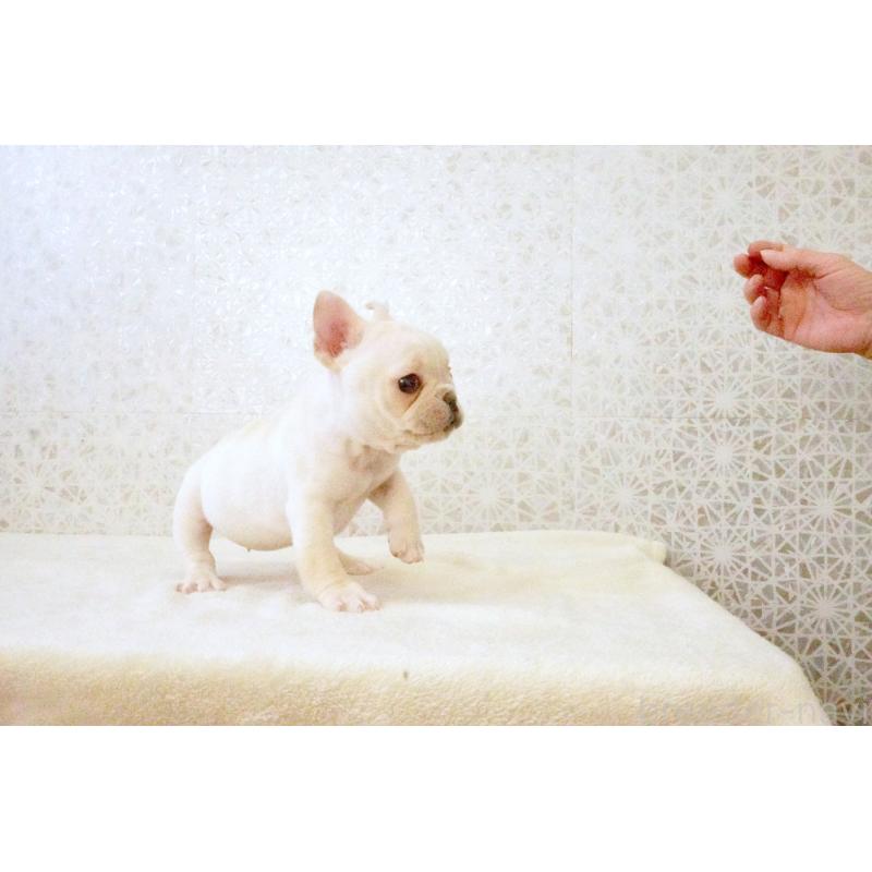 販売中の東京都のフレンチブルドッグ-437837の5枚目