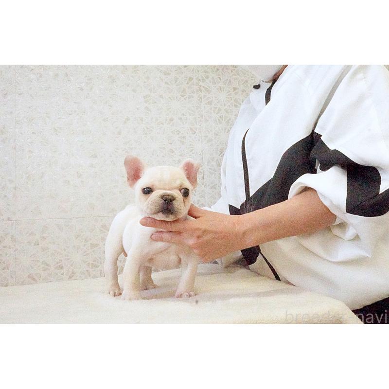 販売中の東京都のフレンチブルドッグ-437837の2枚目