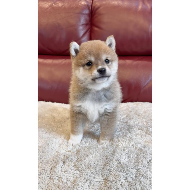 販売中の福岡県の豆柴-437835の5枚目