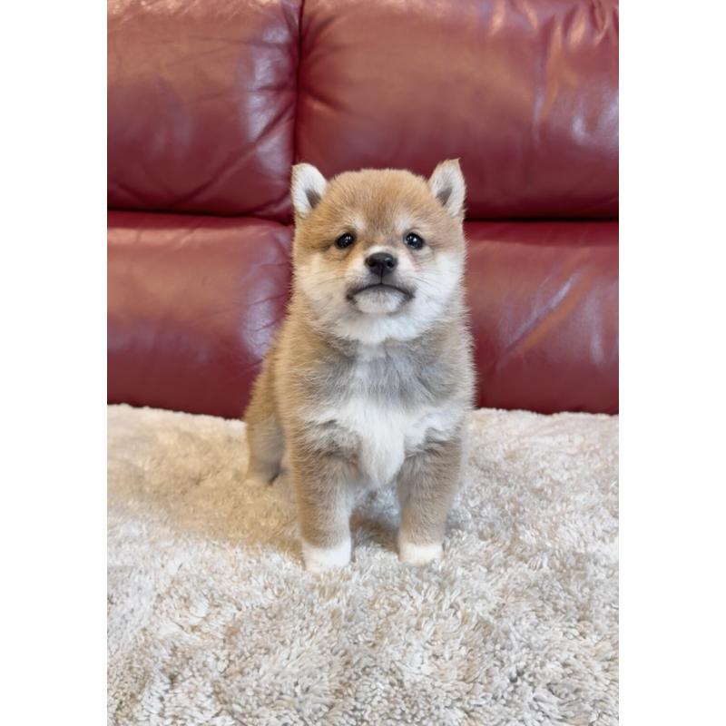 販売中の福岡県の豆柴-437835の4枚目