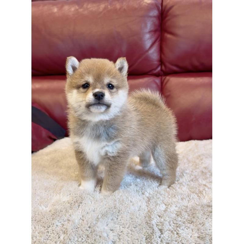 販売中の福岡県の豆柴-437835の3枚目