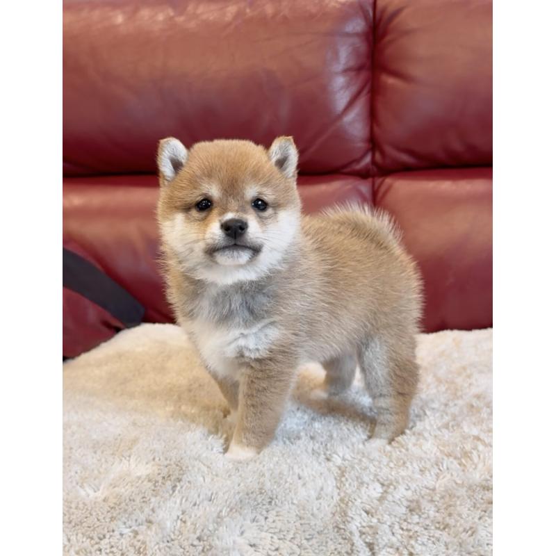 販売中の福岡県の豆柴-437835の2枚目