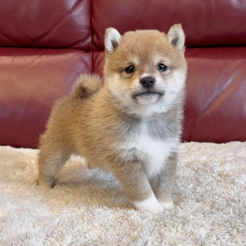 販売中の福岡県の豆柴-437835