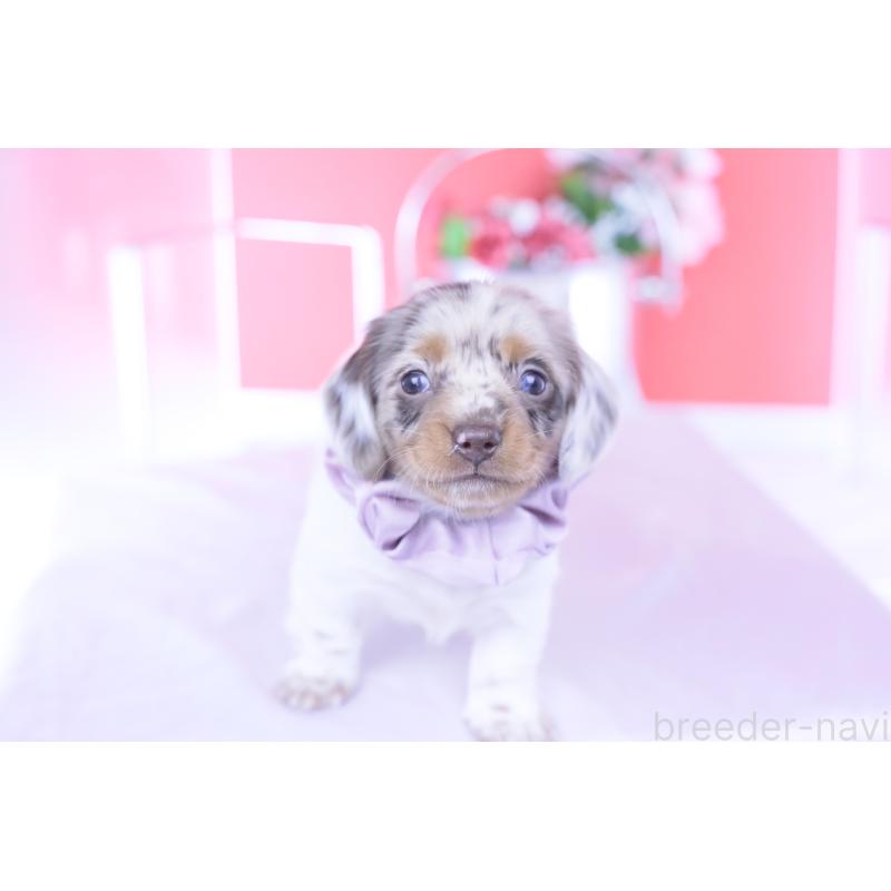 販売中の愛知県のミニチュアダックスフンド(ロングヘアード)-437844の12枚目