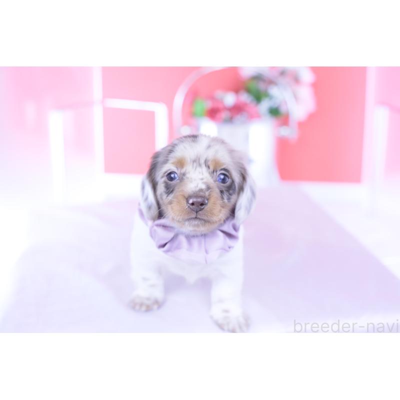 販売中の愛知県のミニチュアダックスフンド(ロングヘアード)-437844の11枚目