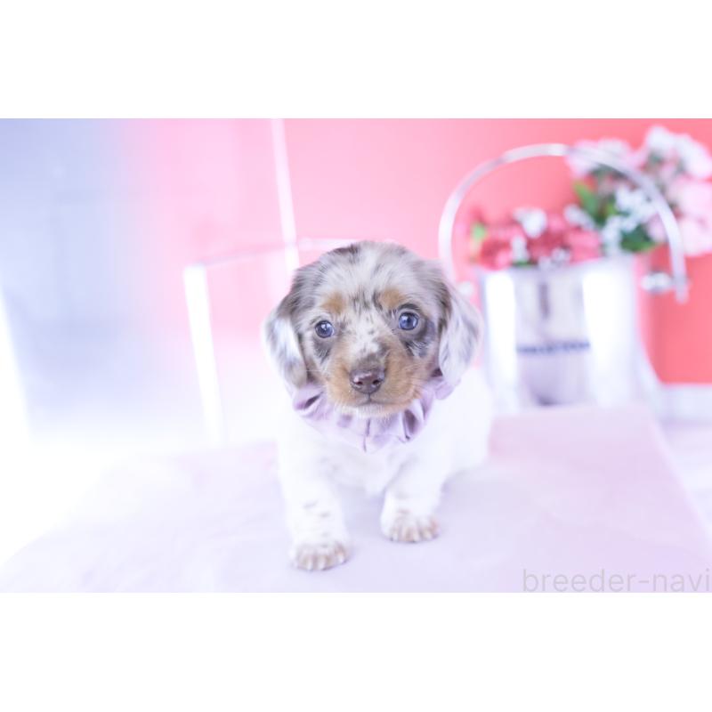 販売中の愛知県のミニチュアダックスフンド(ロングヘアード)-437844の10枚目