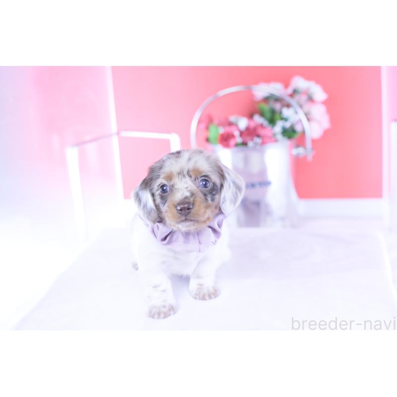 販売中の愛知県のミニチュアダックスフンド(ロングヘアード)-437844の9枚目