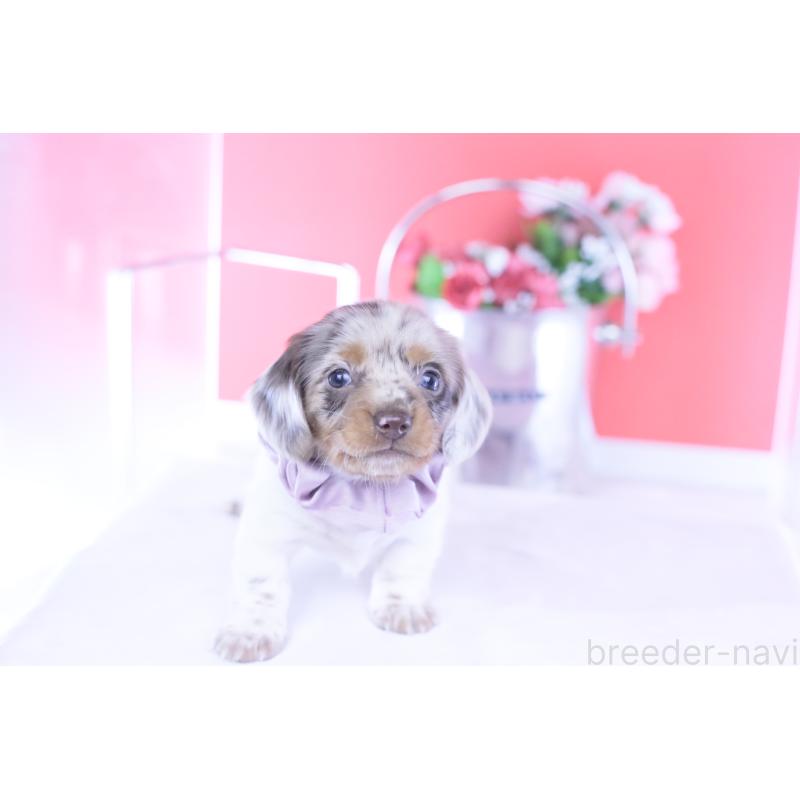 販売中の愛知県のミニチュアダックスフンド(ロングヘアード)-437844の8枚目