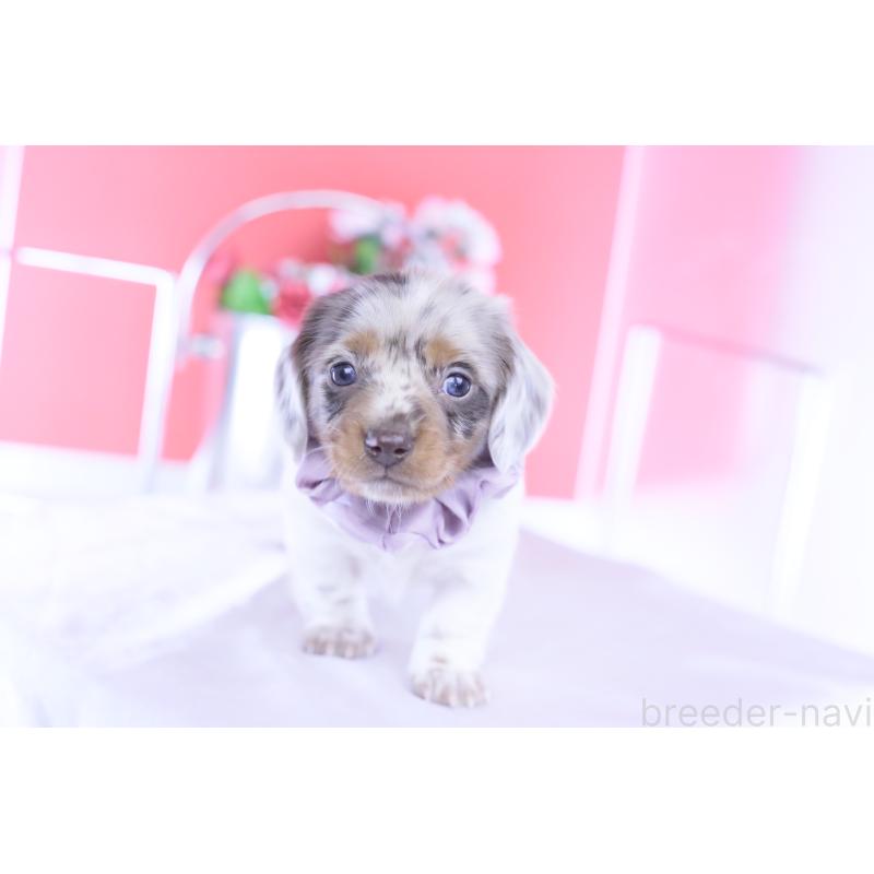 販売中の愛知県のミニチュアダックスフンド(ロングヘアード)-437844の7枚目