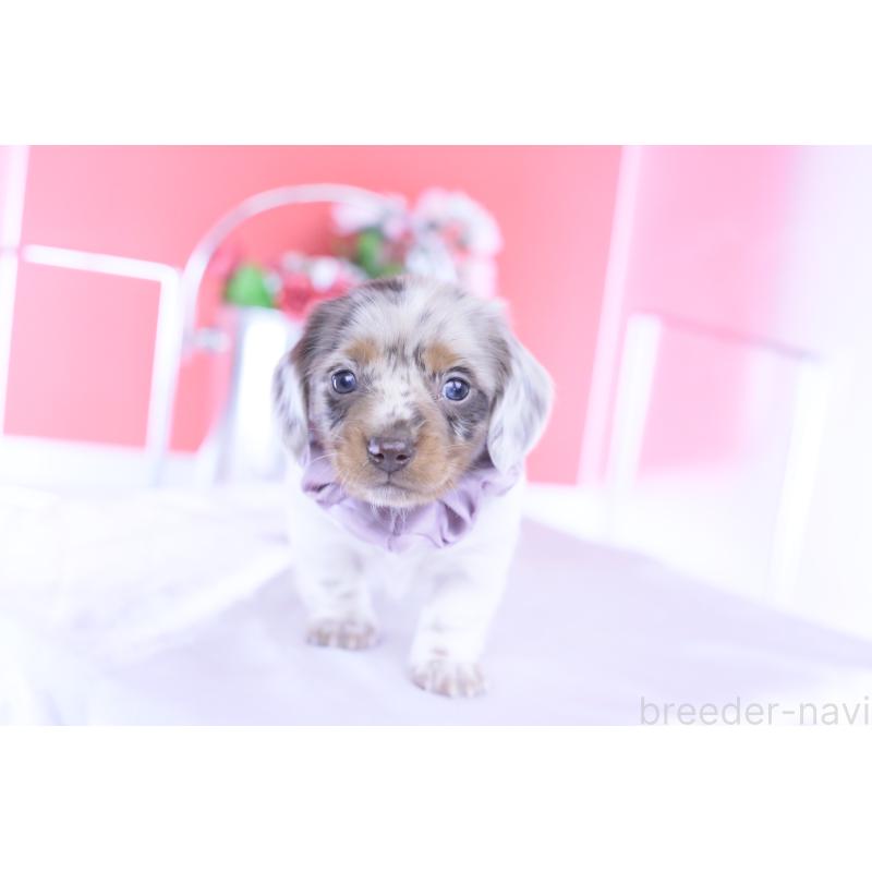 販売中の愛知県のミニチュアダックスフンド(ロングヘアード)-437844の6枚目