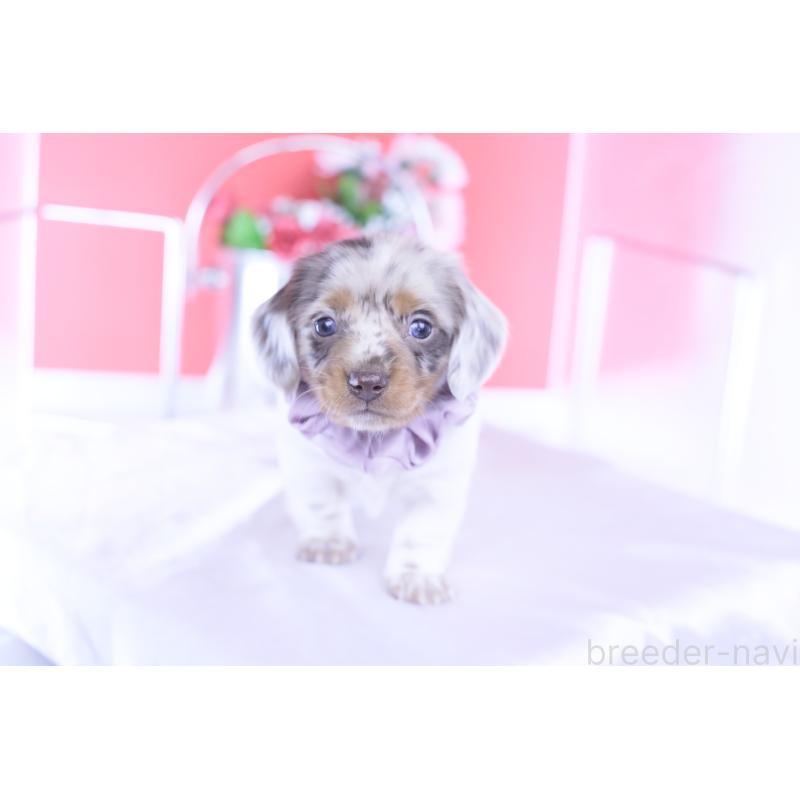 販売中の愛知県のミニチュアダックスフンド(ロングヘアード)-437844の5枚目