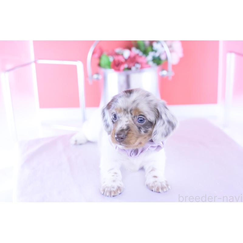 販売中の愛知県のミニチュアダックスフンド(ロングヘアード)-437844の3枚目