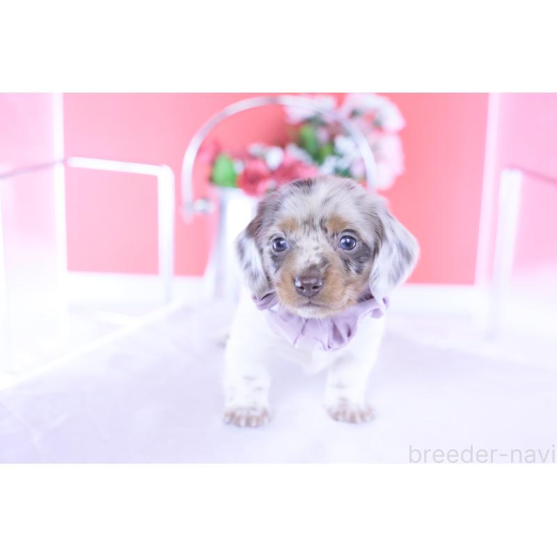 販売中の愛知県のミニチュアダックスフンド(ロングヘアード)-437844の2枚目