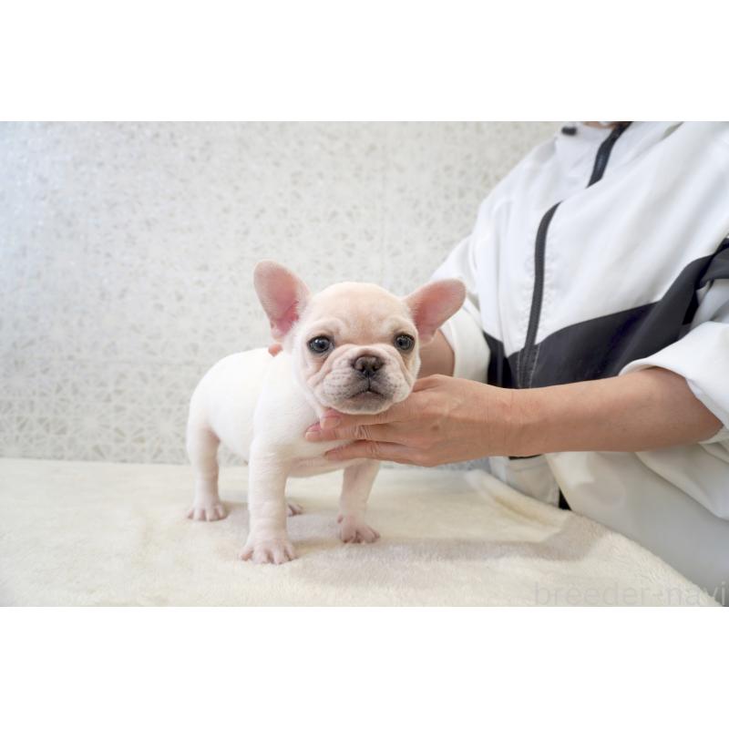 販売中の東京都のフレンチブルドッグ-437838の1枚目