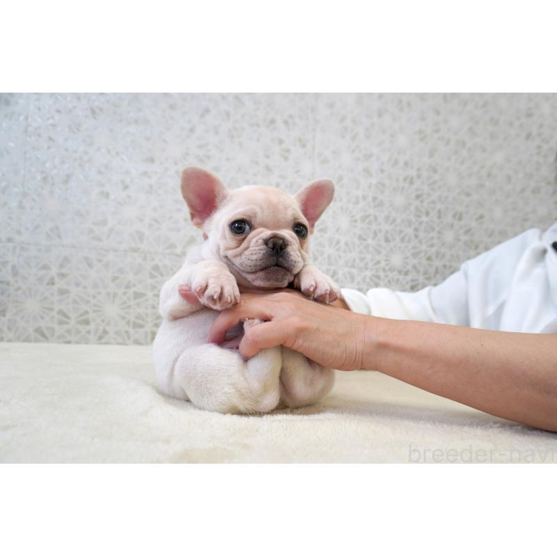 販売中の東京都のフレンチブルドッグ-437838の9枚目