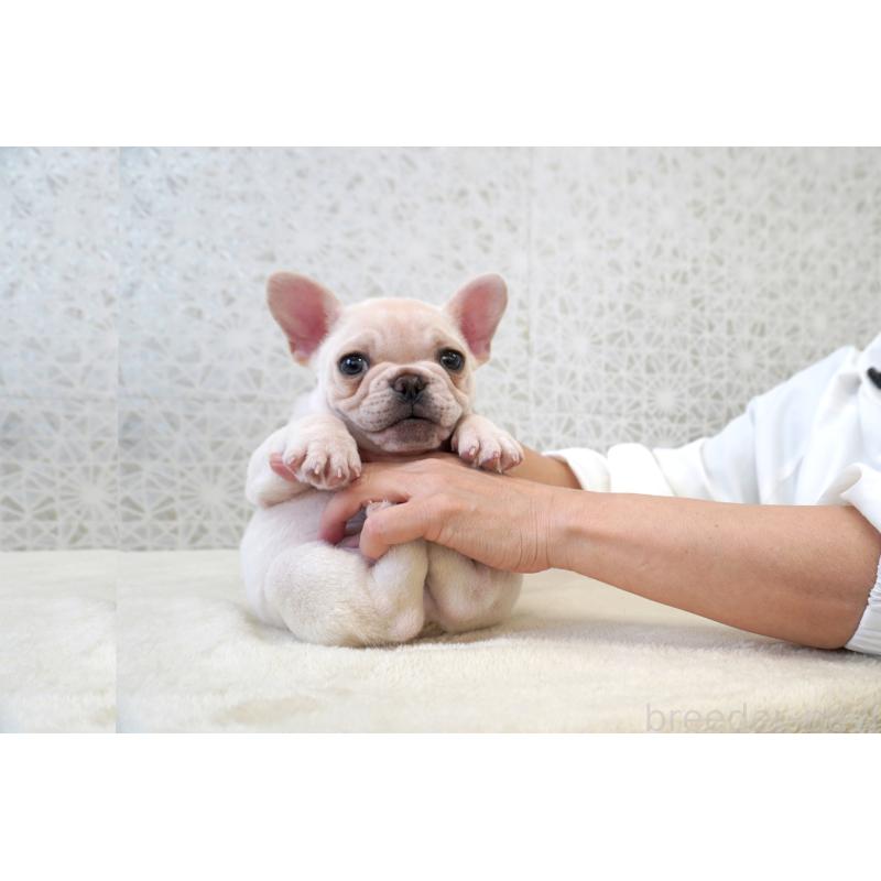 販売中の東京都のフレンチブルドッグ-437838の8枚目