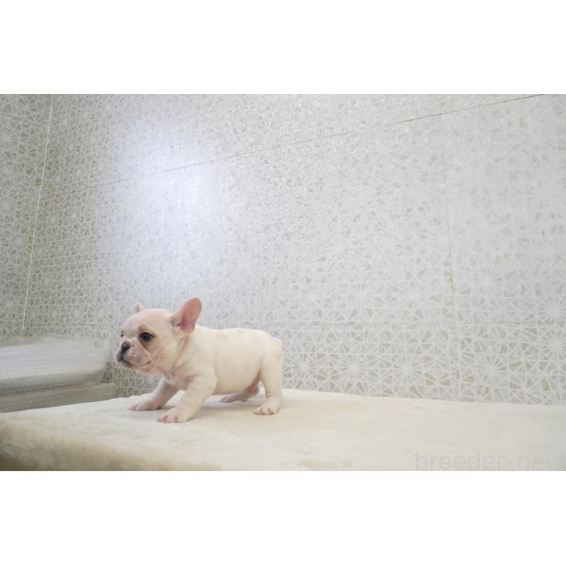 販売中の東京都のフレンチブルドッグ-437838の5枚目