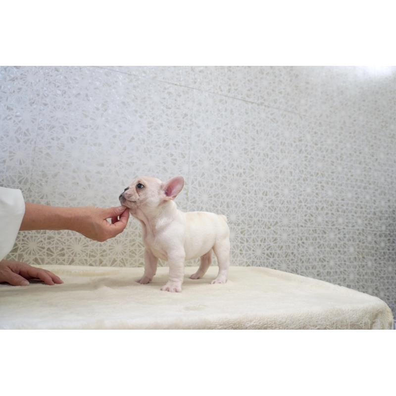 販売中の東京都のフレンチブルドッグ-437838の4枚目