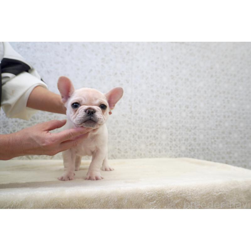 販売中の東京都のフレンチブルドッグ-437838の3枚目