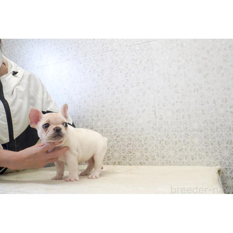販売中の東京都のフレンチブルドッグ-437838の2枚目