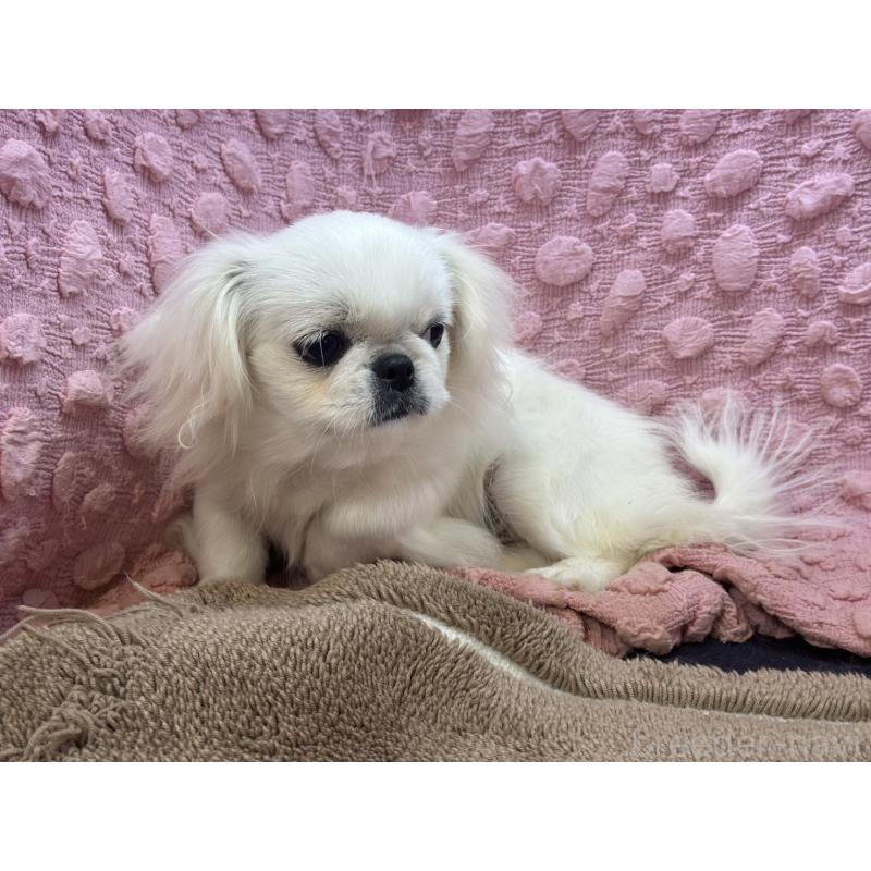 販売中の茨城県のペキニーズ-437839の6枚目