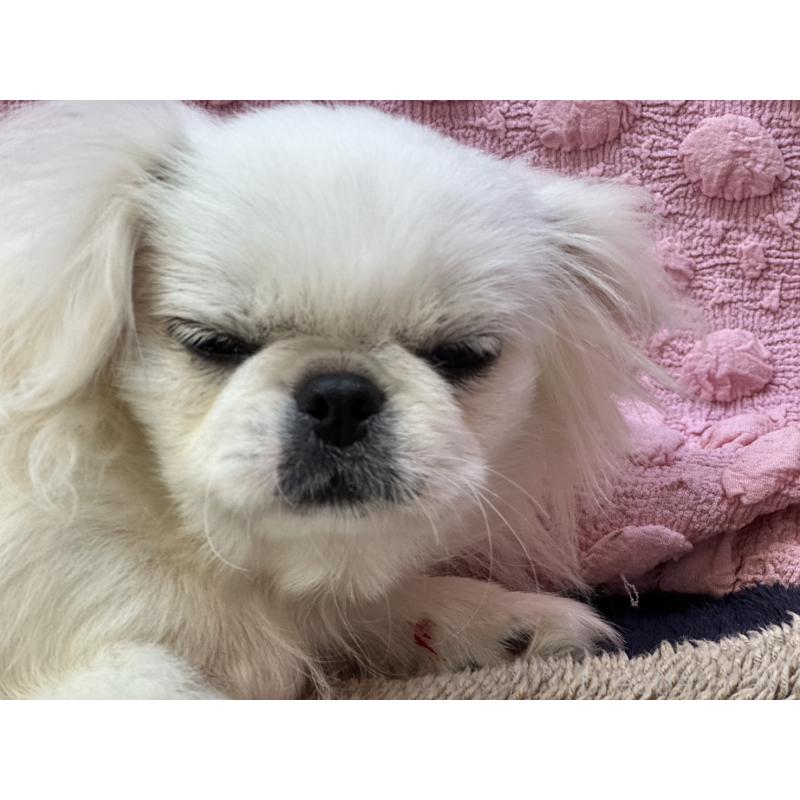 販売中の茨城県のペキニーズ-437839の5枚目