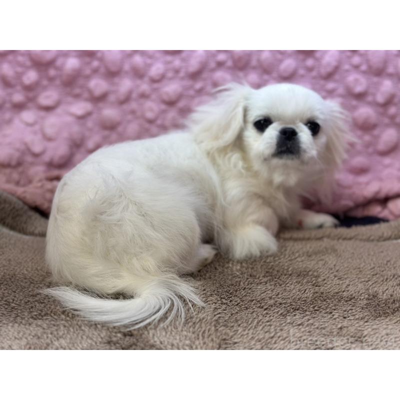 販売中の茨城県のペキニーズ-437839の4枚目