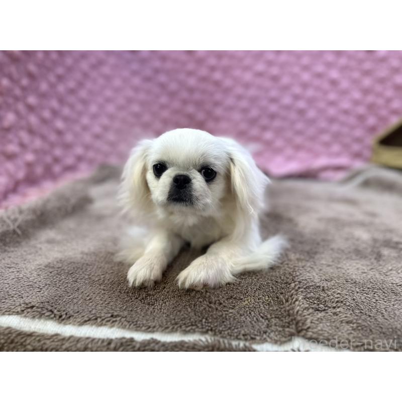 販売中の茨城県のペキニーズ-437839の3枚目