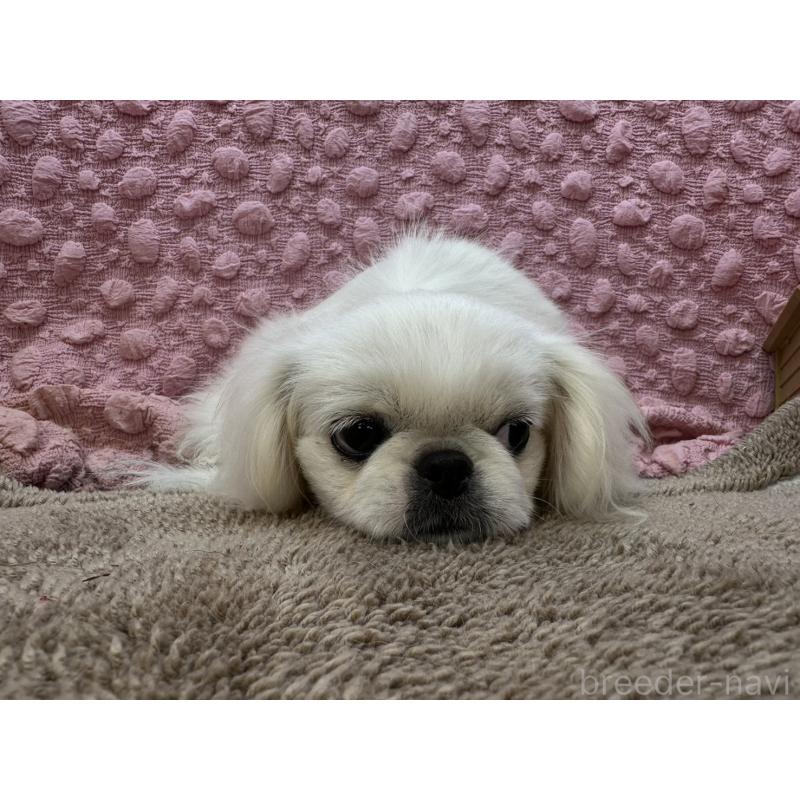 販売中の茨城県のペキニーズ-437839の2枚目