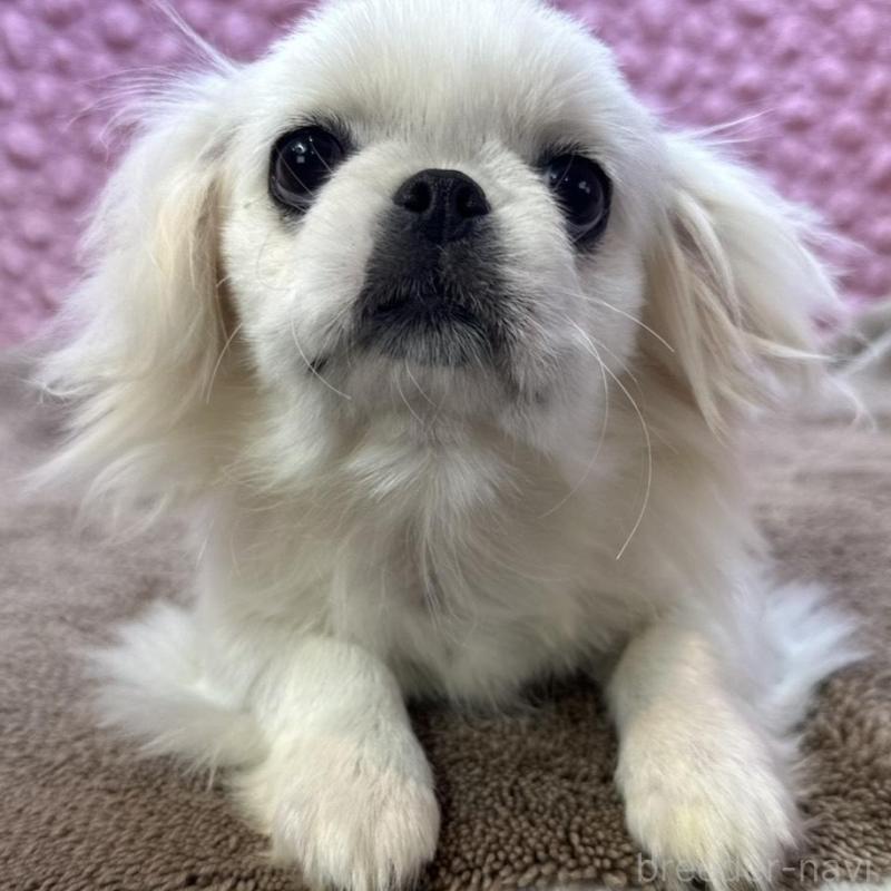 販売中の茨城県のペキニーズ-437839の1枚目